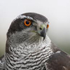 Accipiter